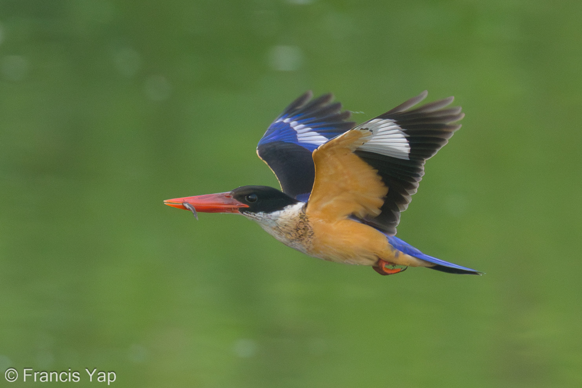 Black-capped Kingfisher