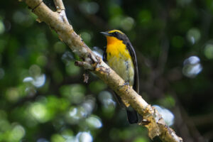 Monthly Roundup: Mar 2025