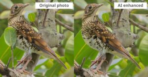 New AI tools will change birding