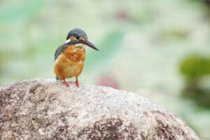 What camera should I get for bird photography?