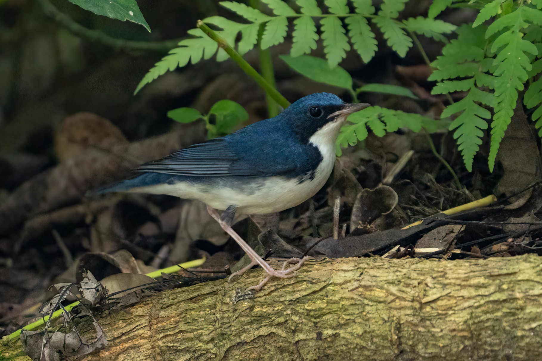Siberian Blue Robin
