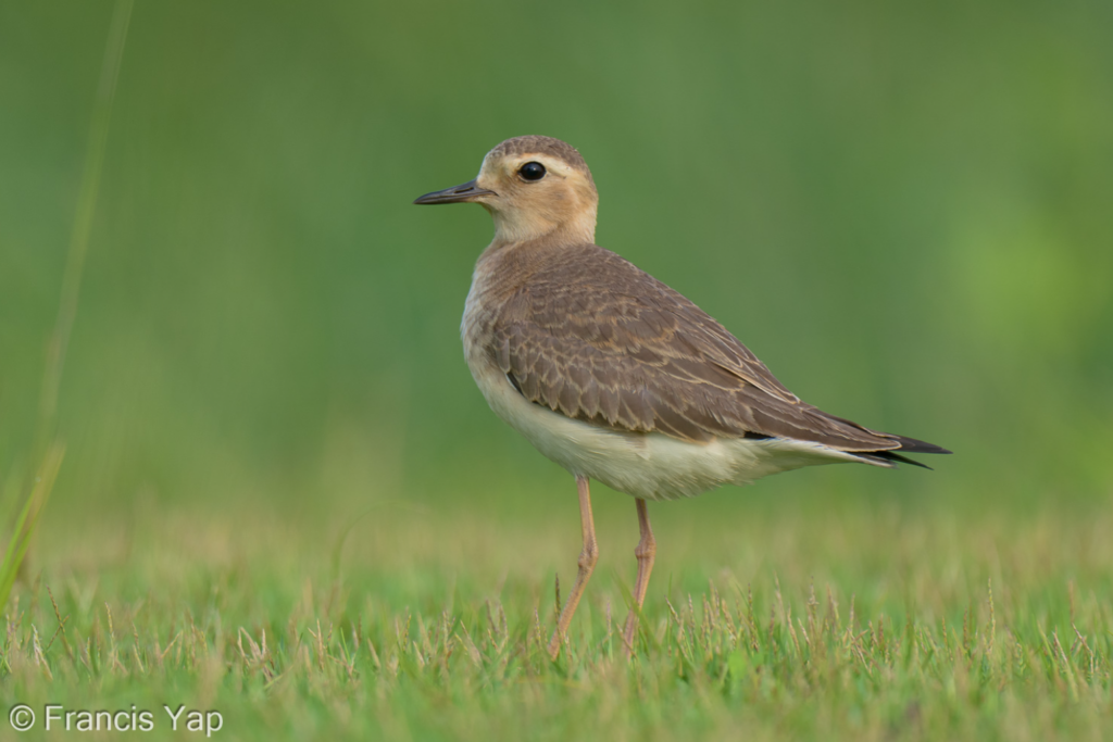Oriental Plover
