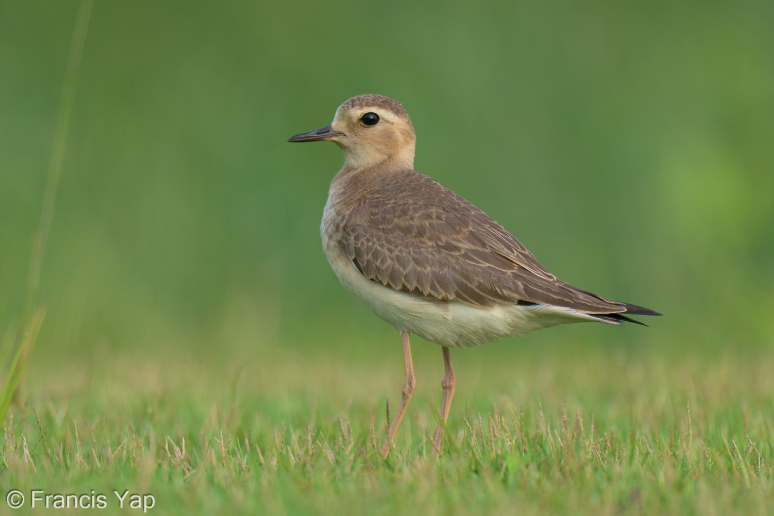 Oriental Plover