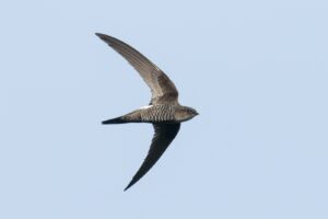 SWIFT101: It’s a bird, it’s a plane, it’s… Swifts?
