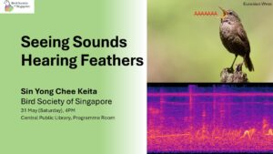 Seeing Sounds, Hearing Feathers
