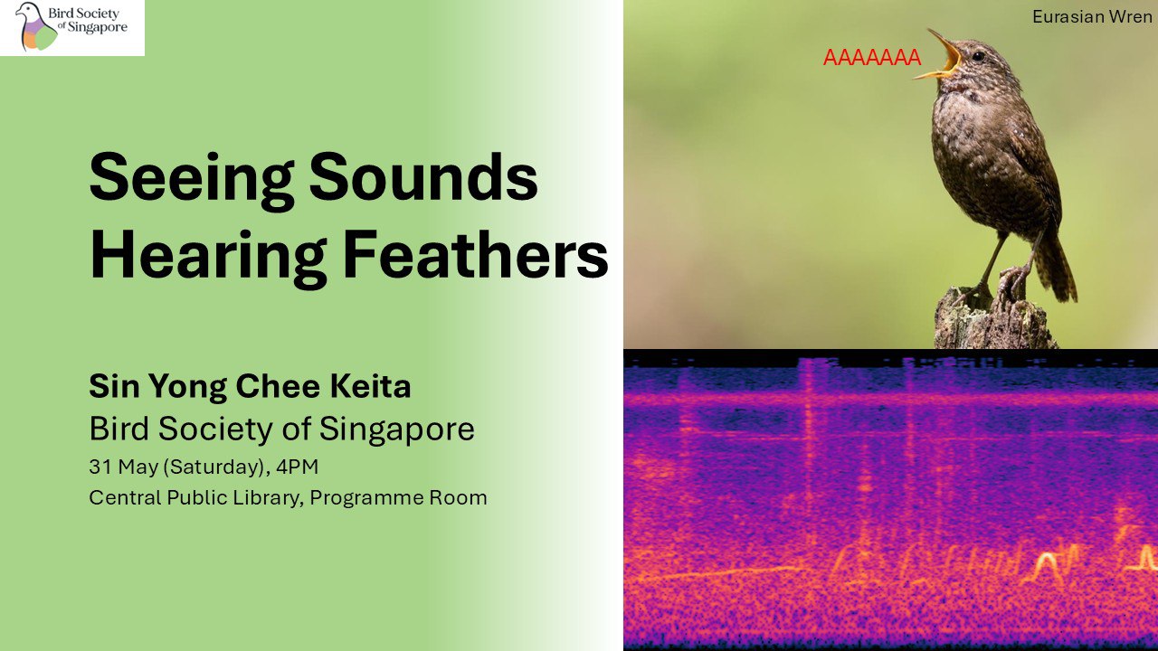 Seeing Sounds, Hearing Feathers