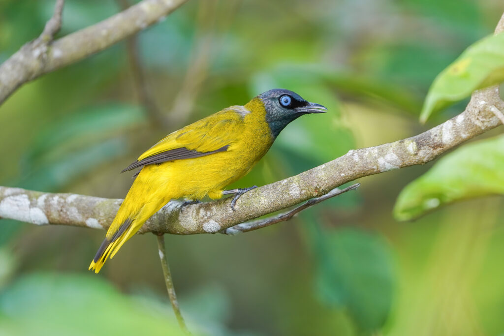 Black-headed Bulbul