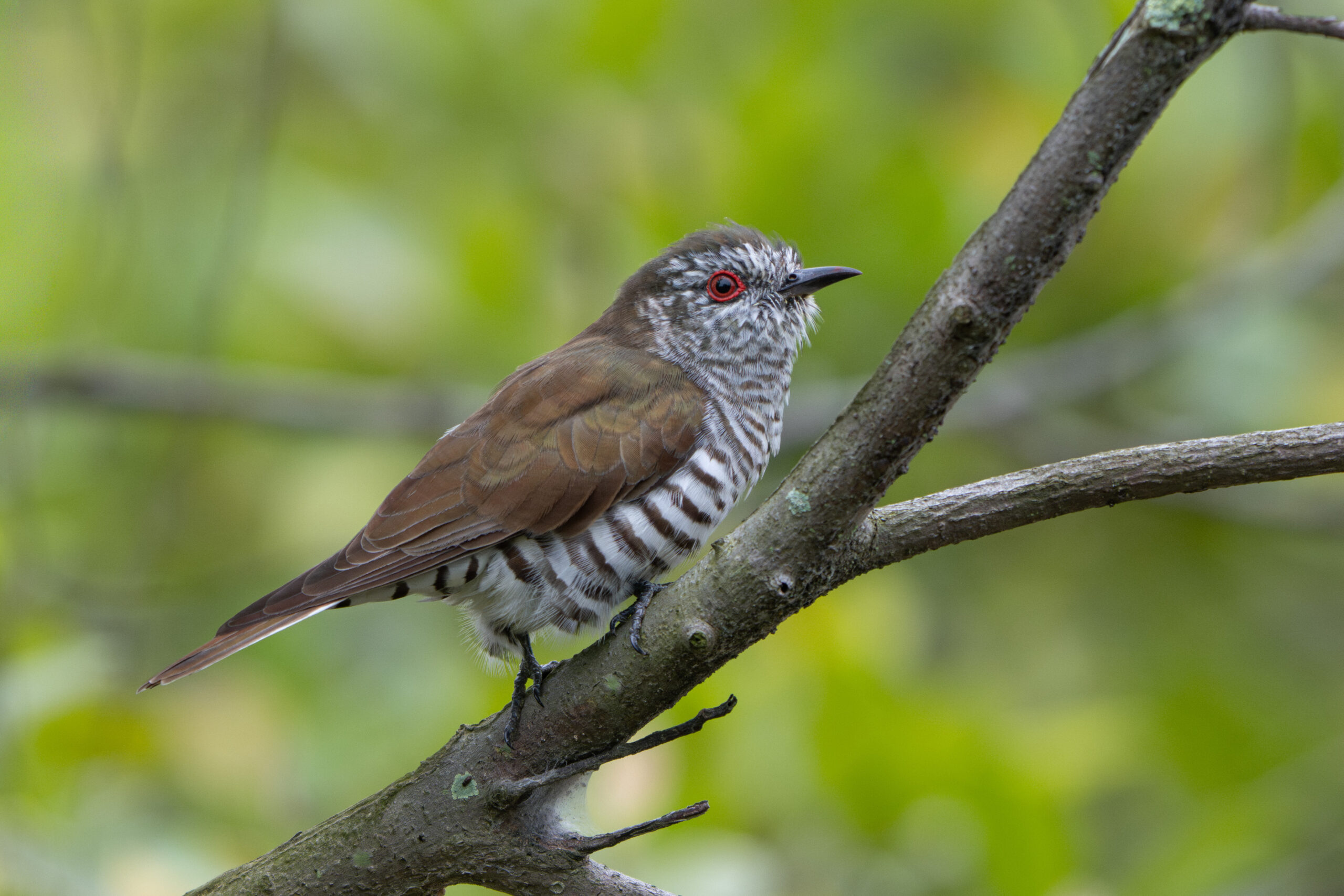 Little Bronze Cuckoo