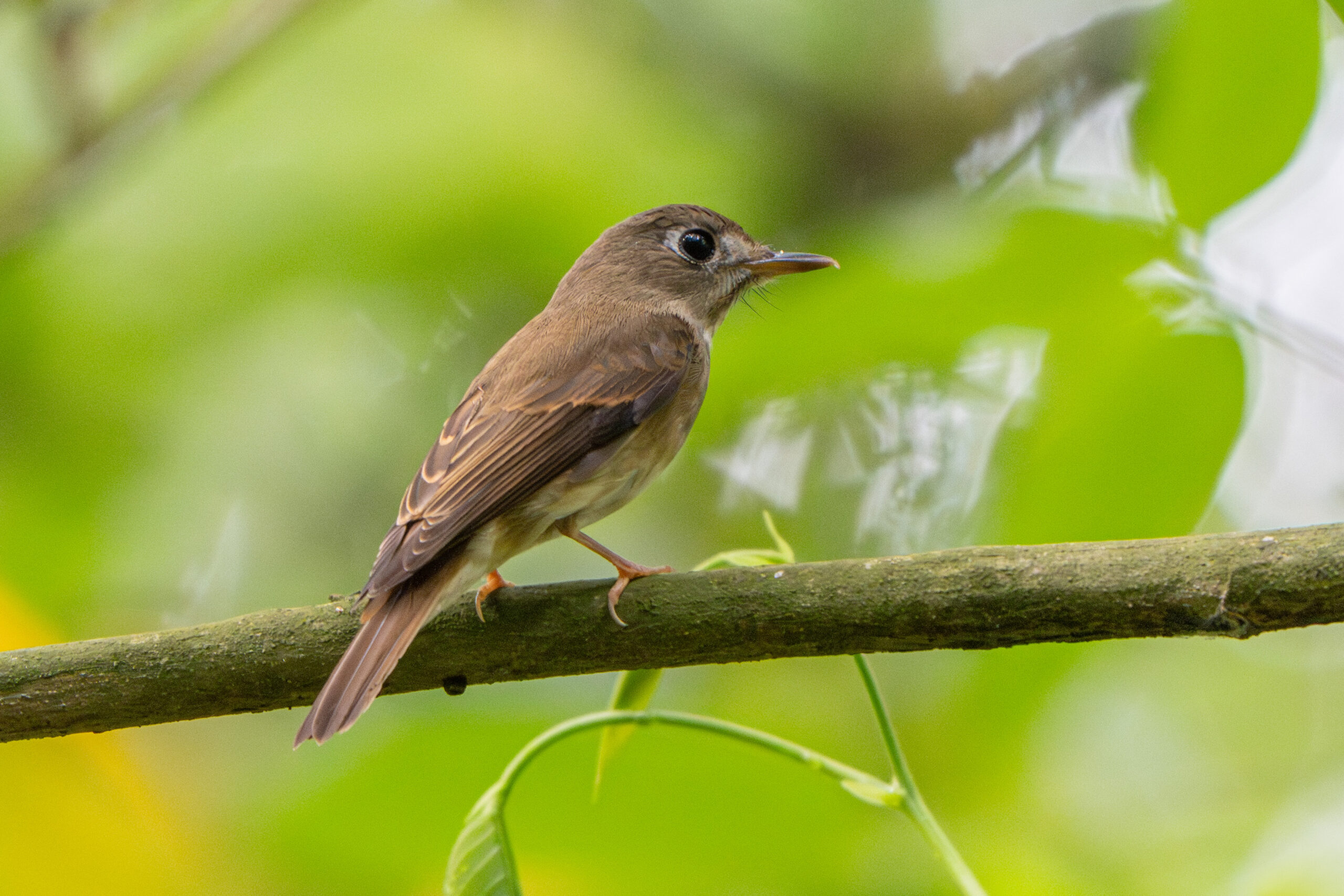 Brown-breasted Flycatcher