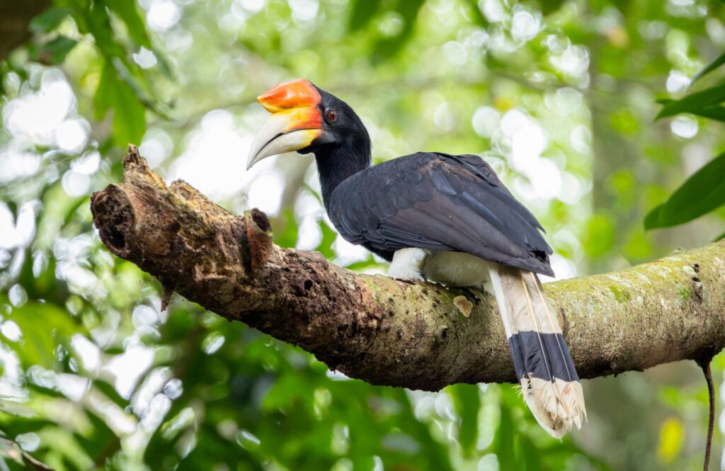 Rhinoceros Hornbill