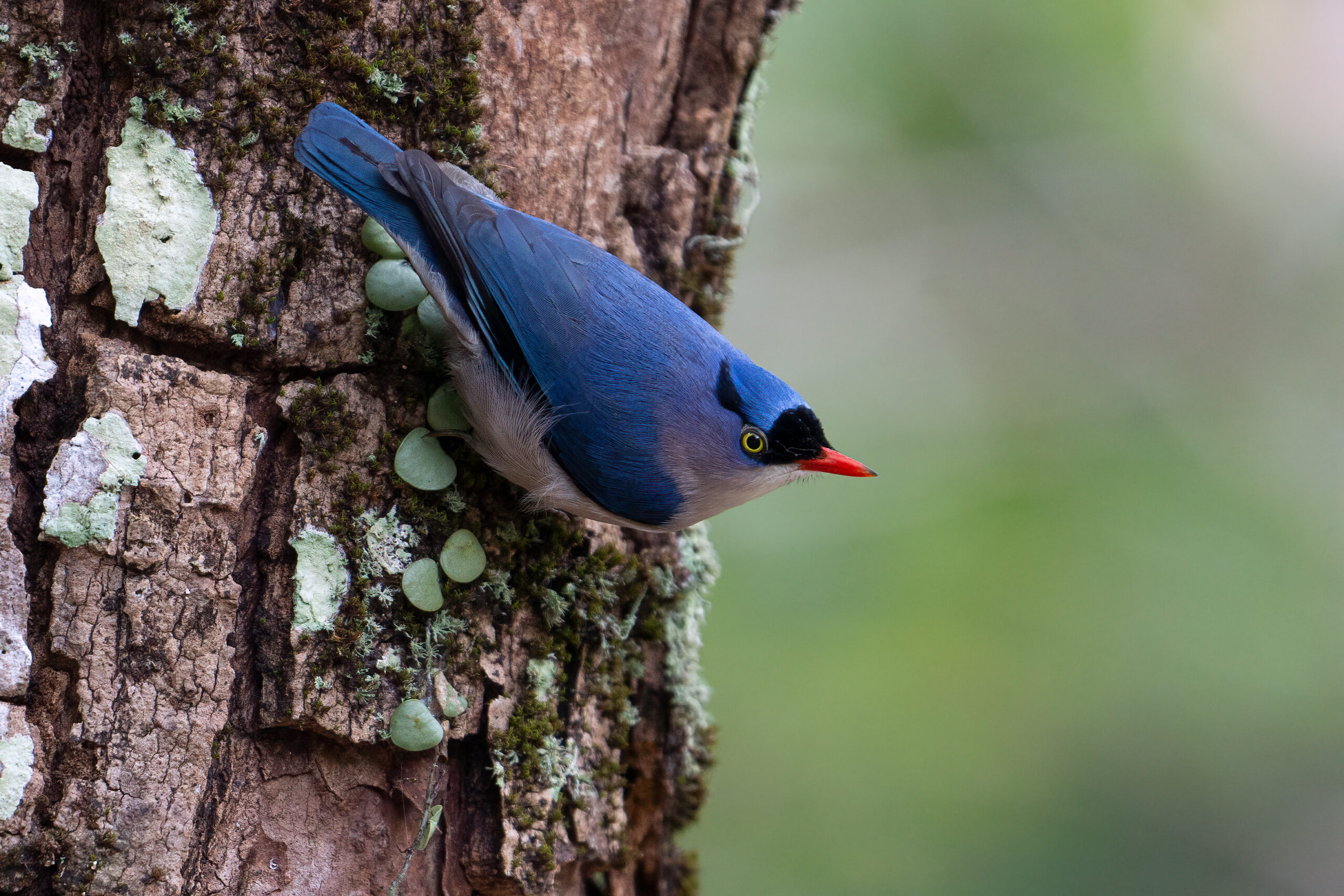 Velvet-fronted Nuthatch