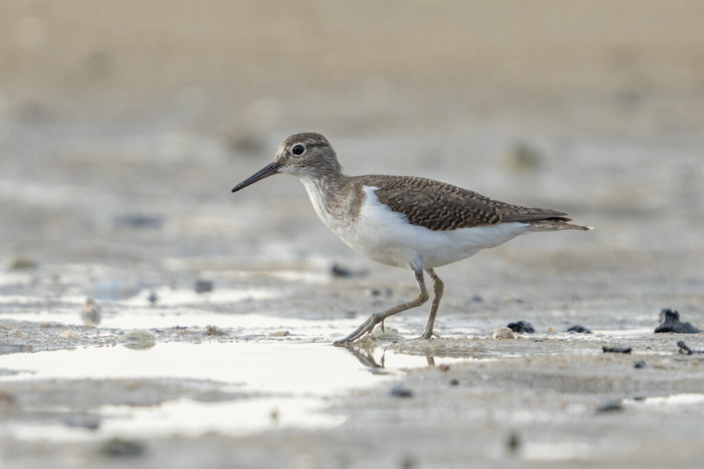 Common Sandpiper