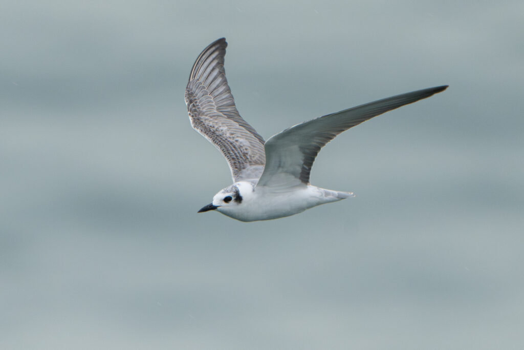 White-winged Tern