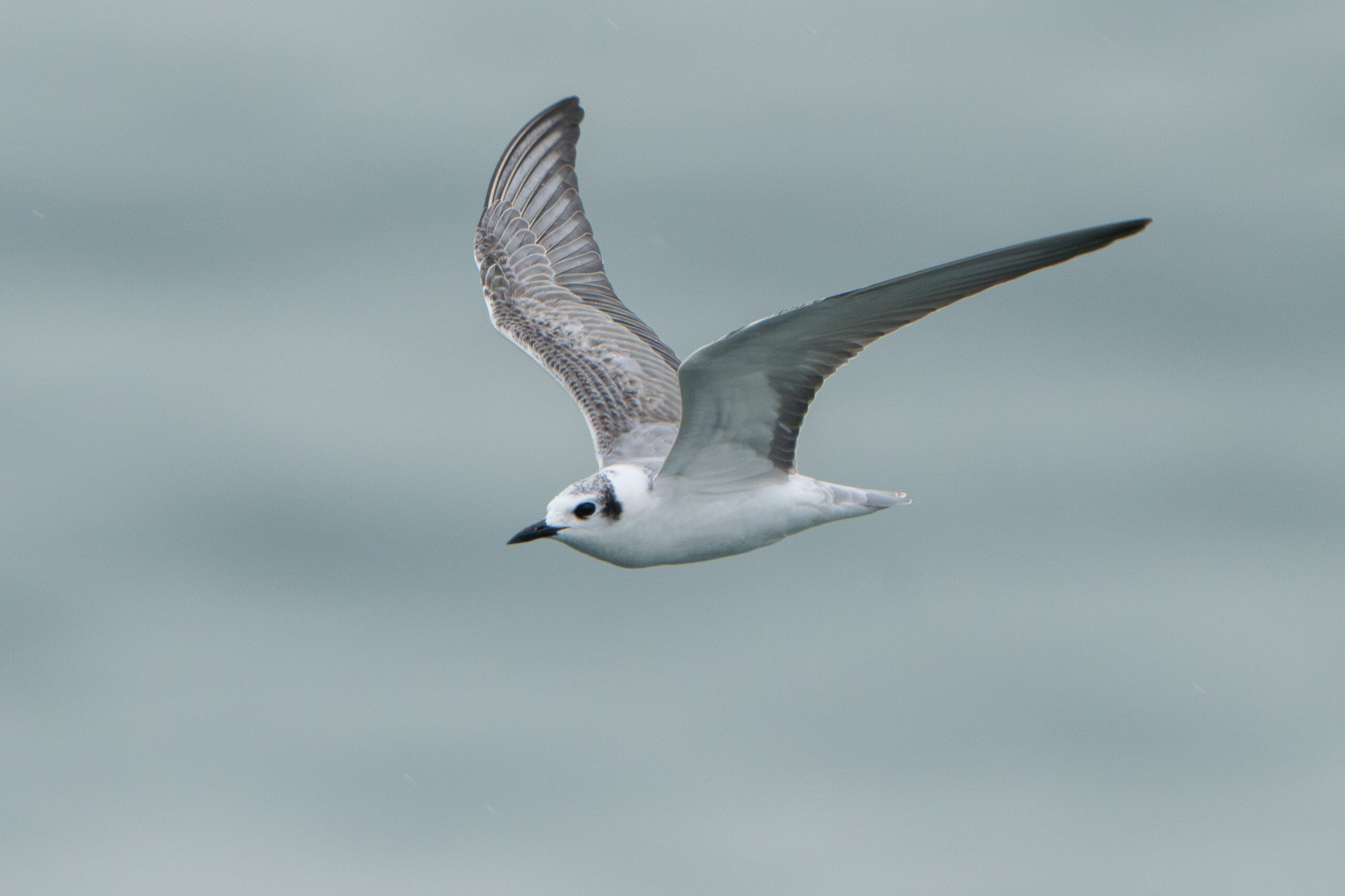 White-winged Tern