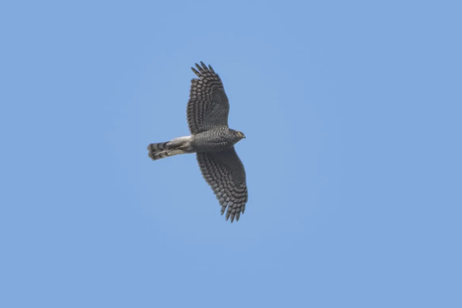 Eurasian Sparrowhawk