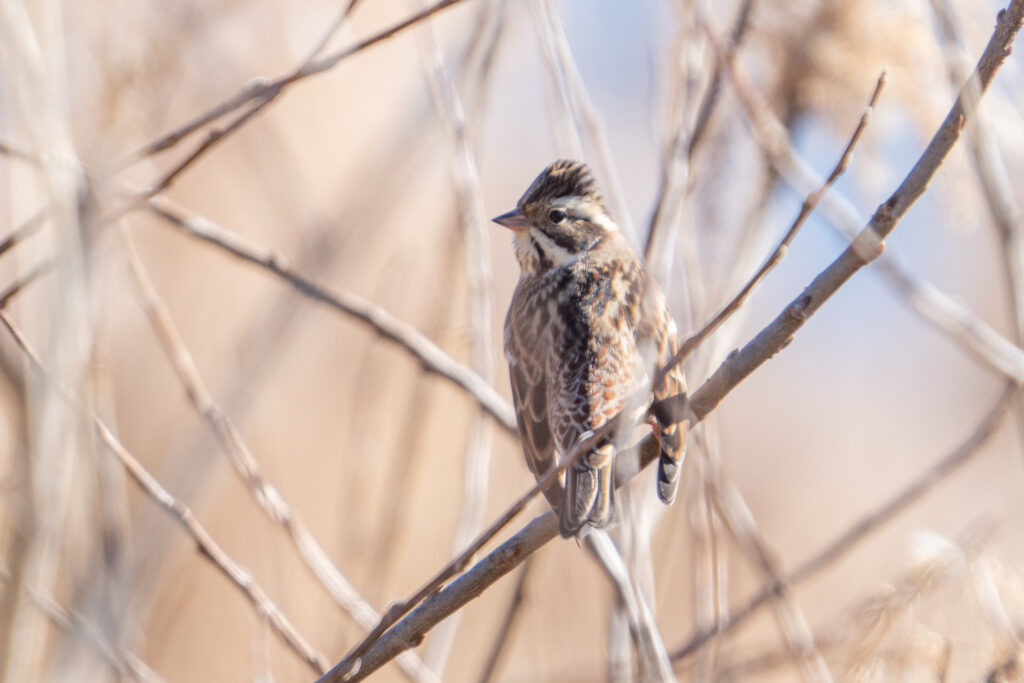 Rustic Bunting