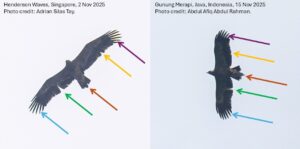 You won’t believe where Singapore’s seventh Steppe Eagle just ended up…