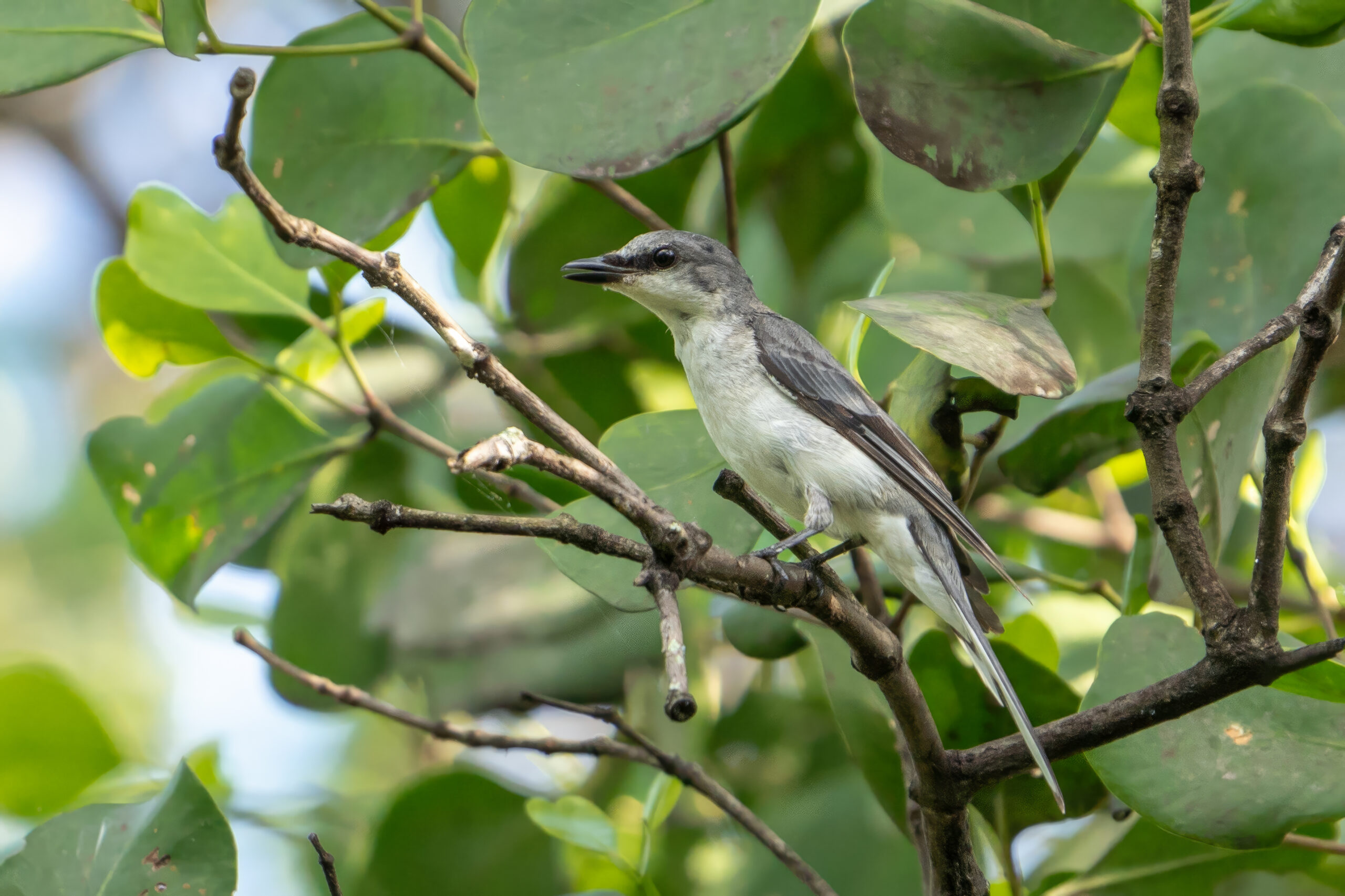 Ashy Minivet