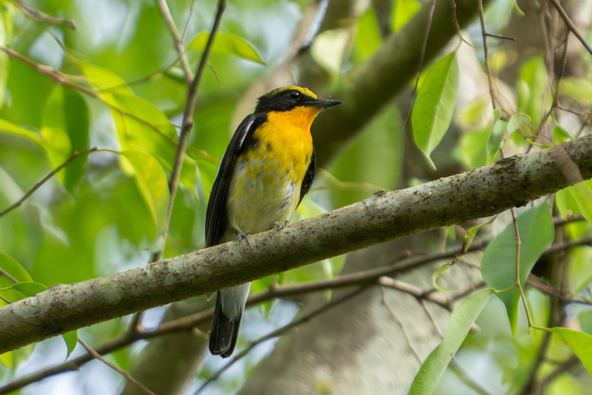 Narcissus Flycatcher