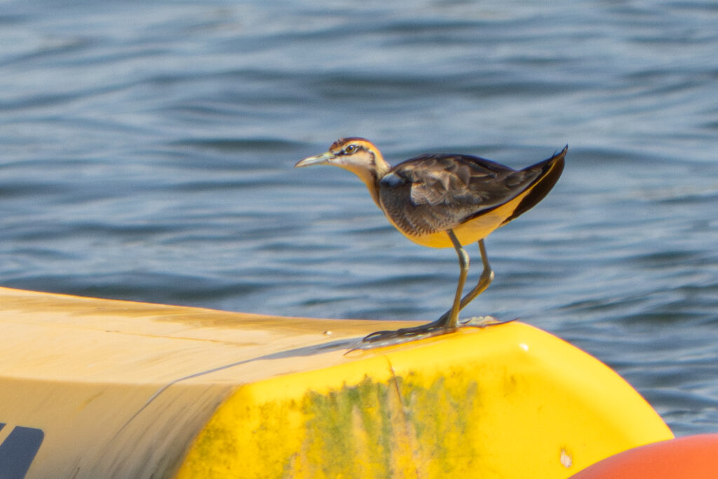 Pheasant-tailed Jacana