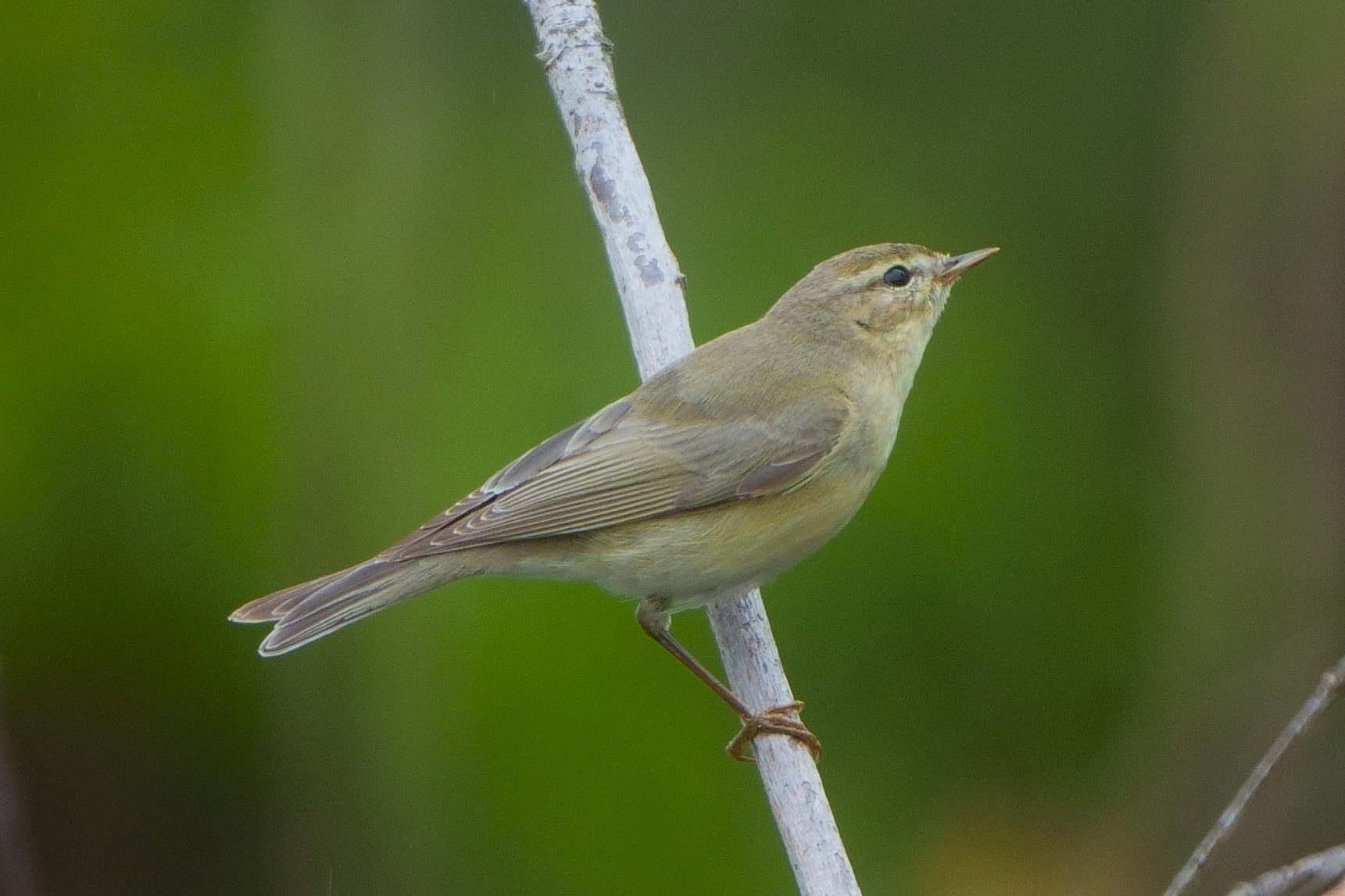 Willow Warbler