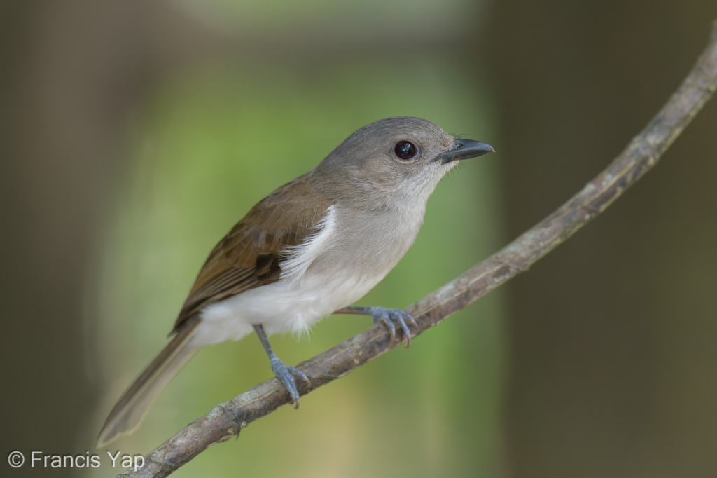 Mangrove Whistler