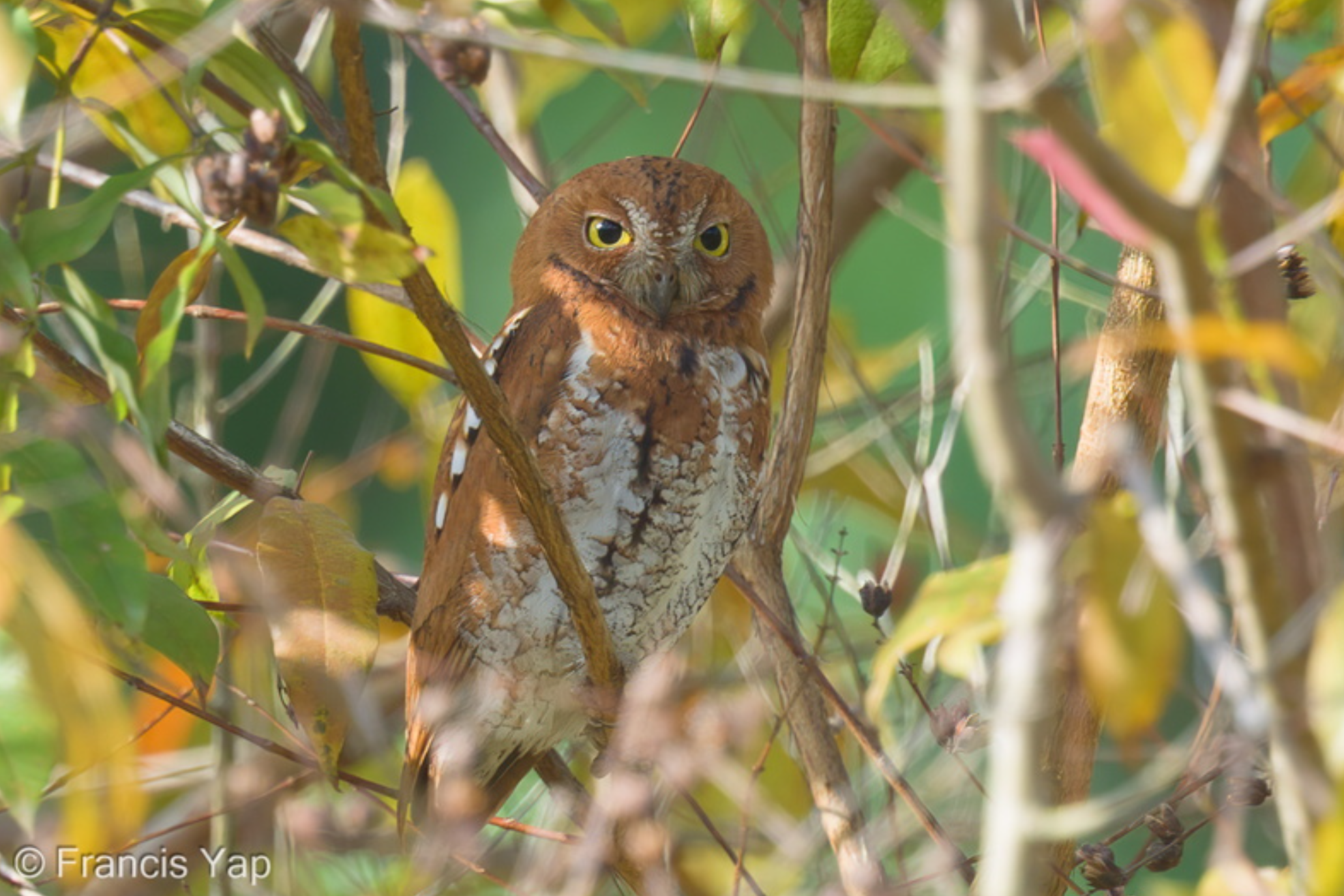 Oriental Scops Owl