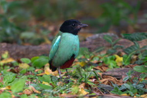 Why was that Western Hooded Pitta’s head black?
