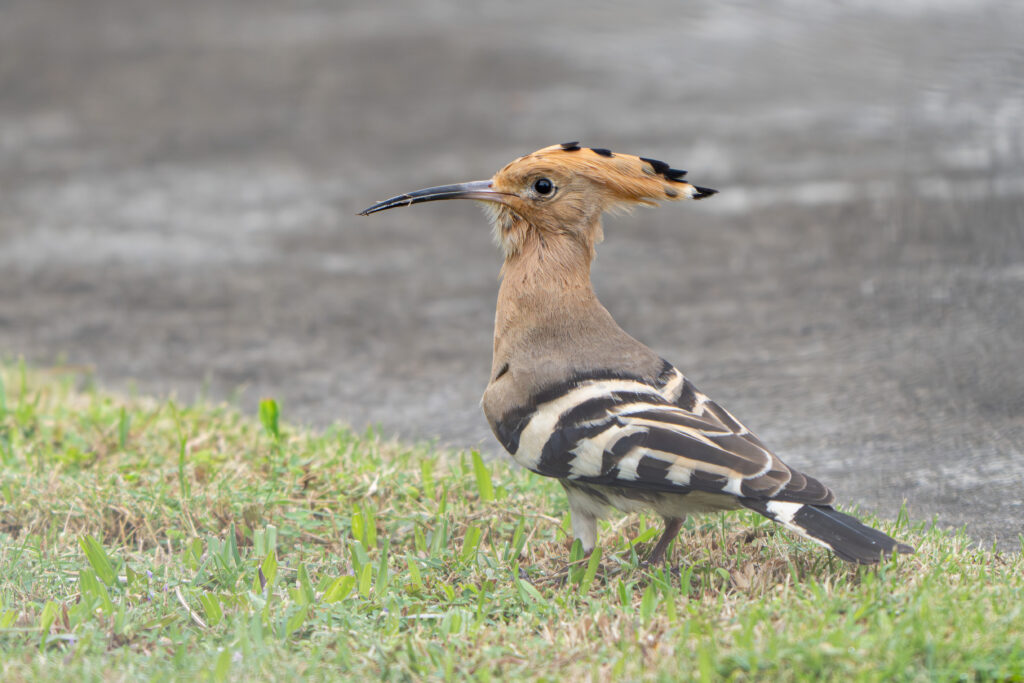 Common Hoopoe