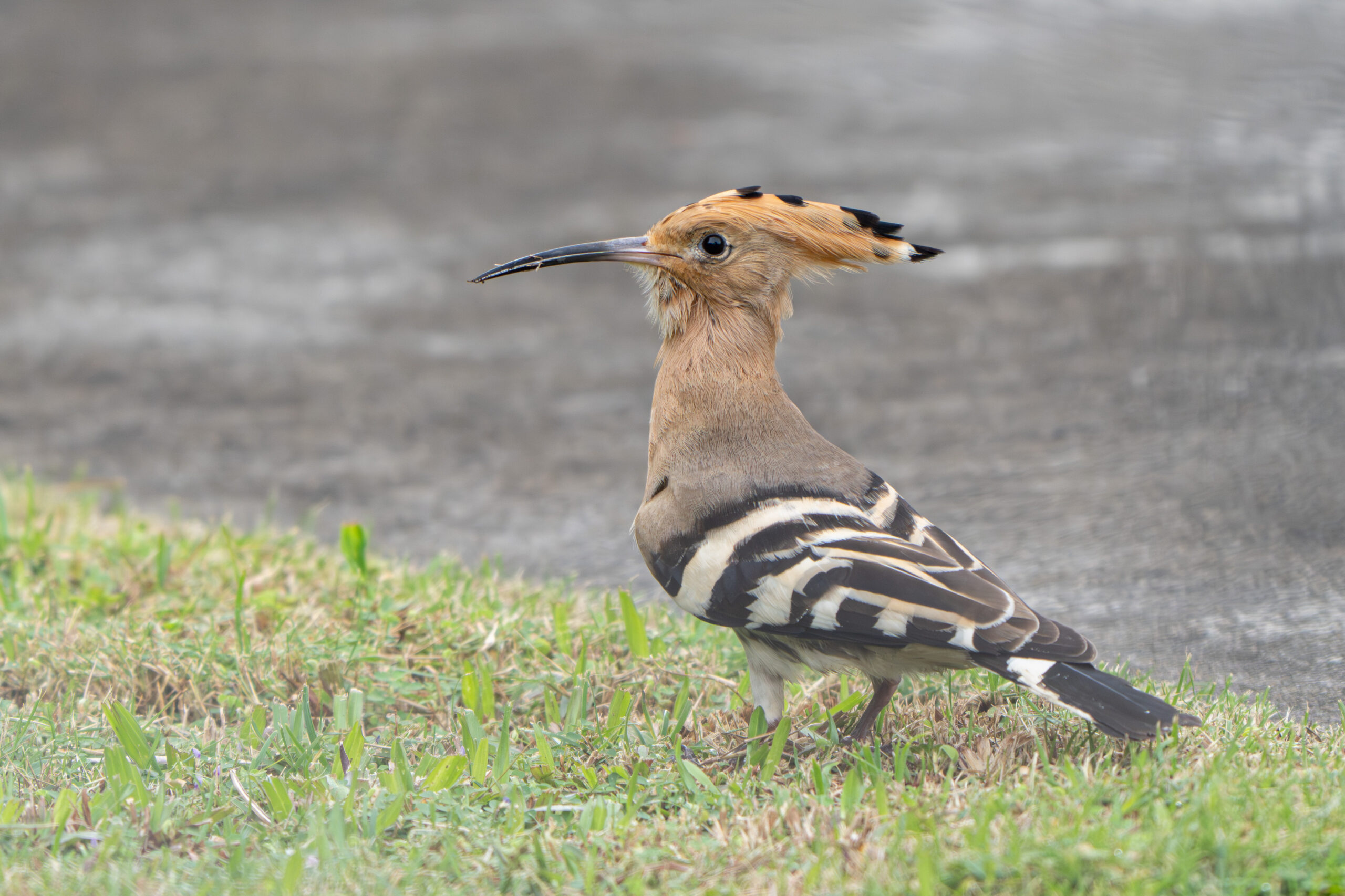 Common Hoopoe