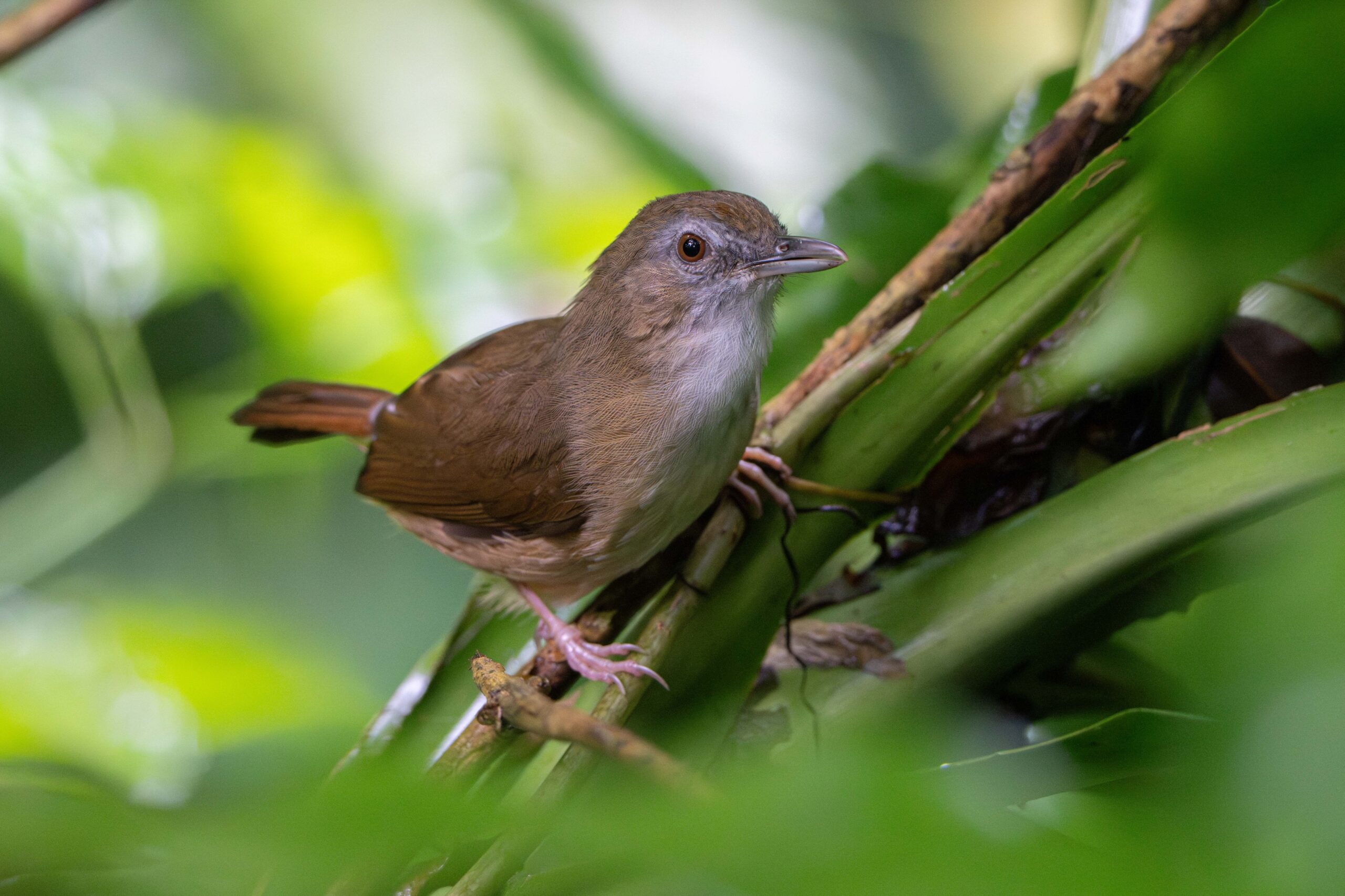 Abbott’s Babbler