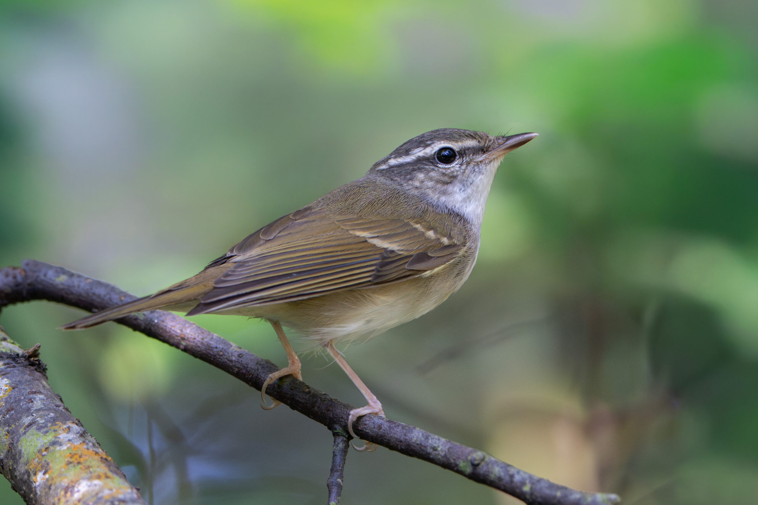 Sakhalin Leaf Warbler