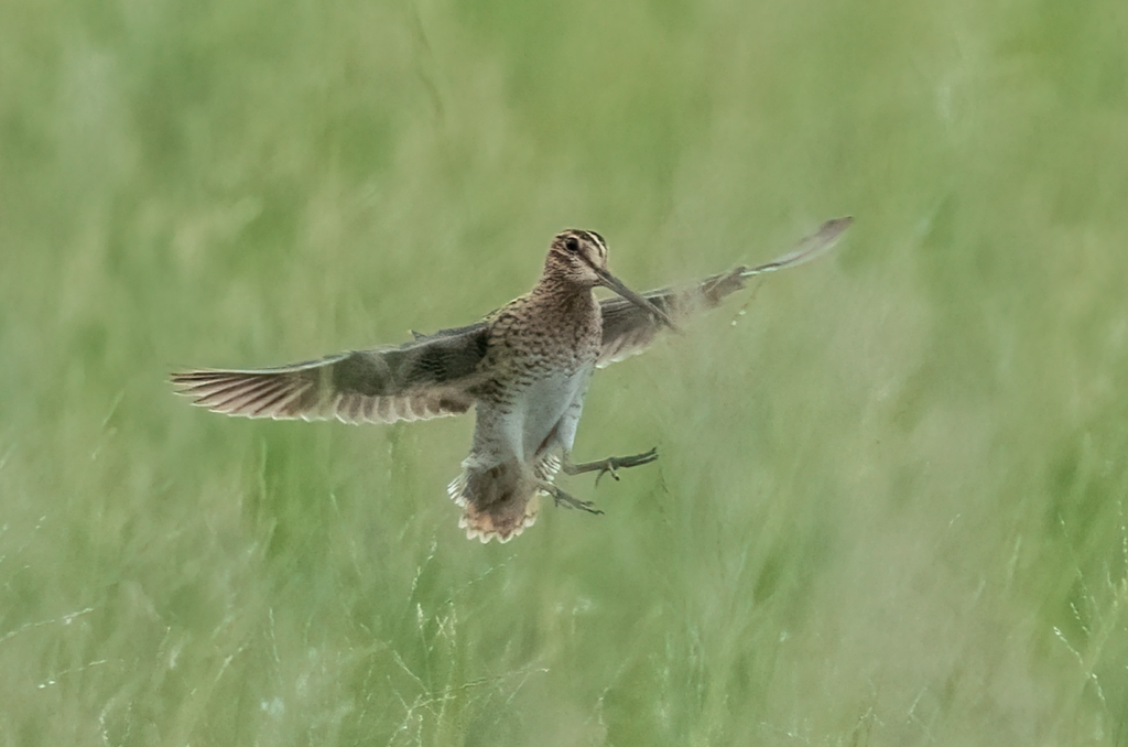Pin-tailed Snipe