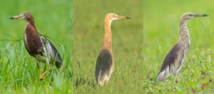 Best Practices on eBird