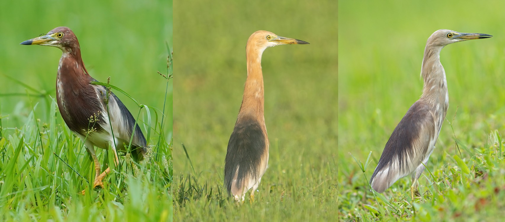 Best Practices on eBird