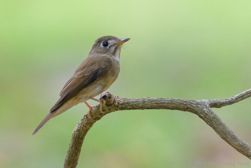 Brown-breasted Flycatcher