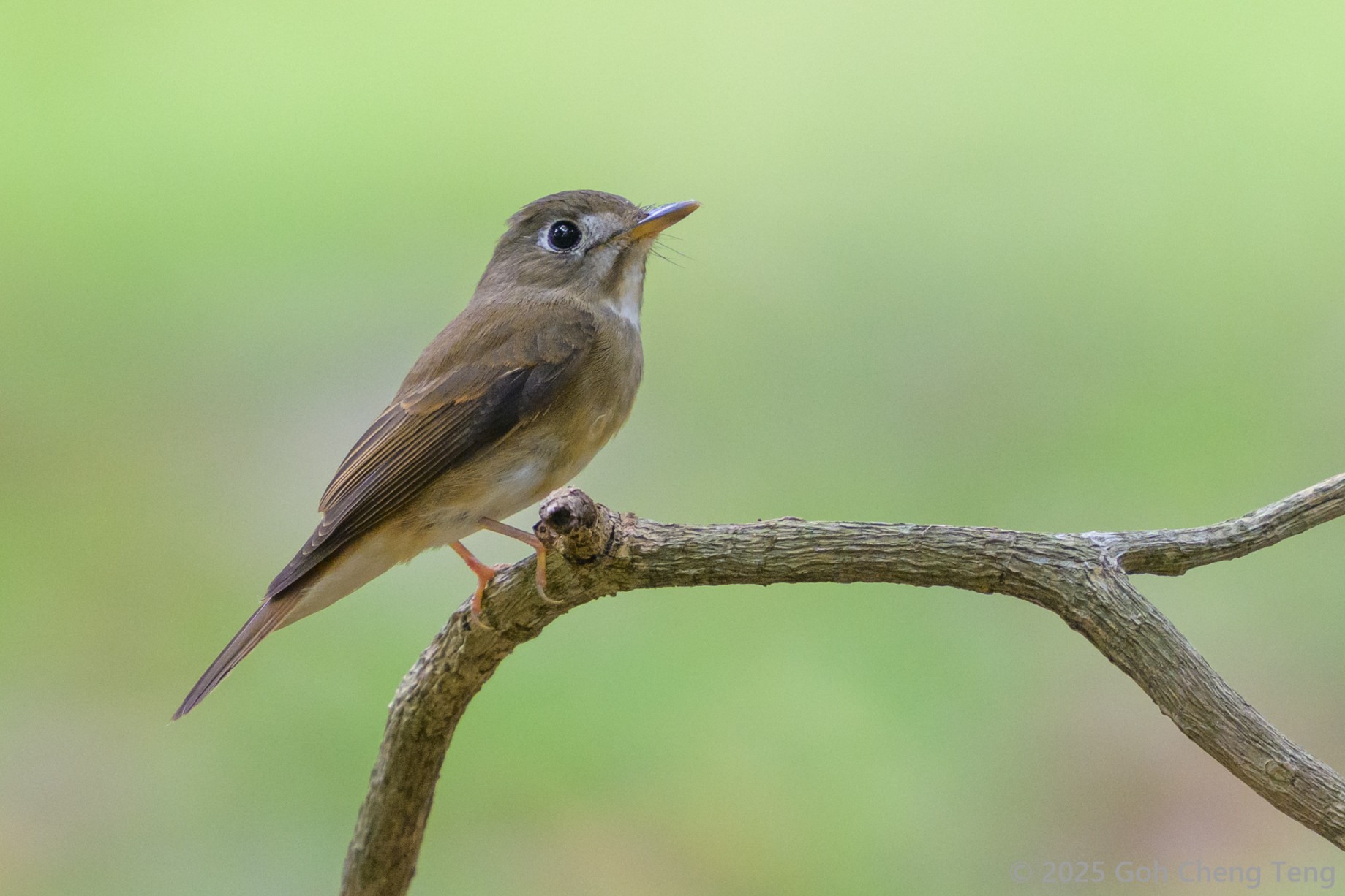Brown-breasted Flycatcher