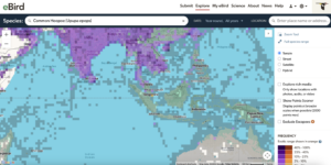 Recent Decisions from the Records Committee – Eurasian Hoopoe