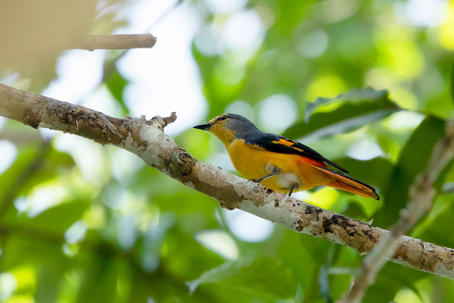 Fiery Minivet
