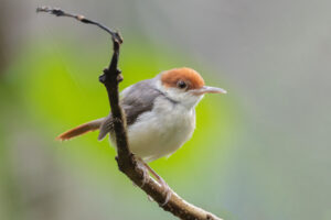 eBirders of the Month for June 2026