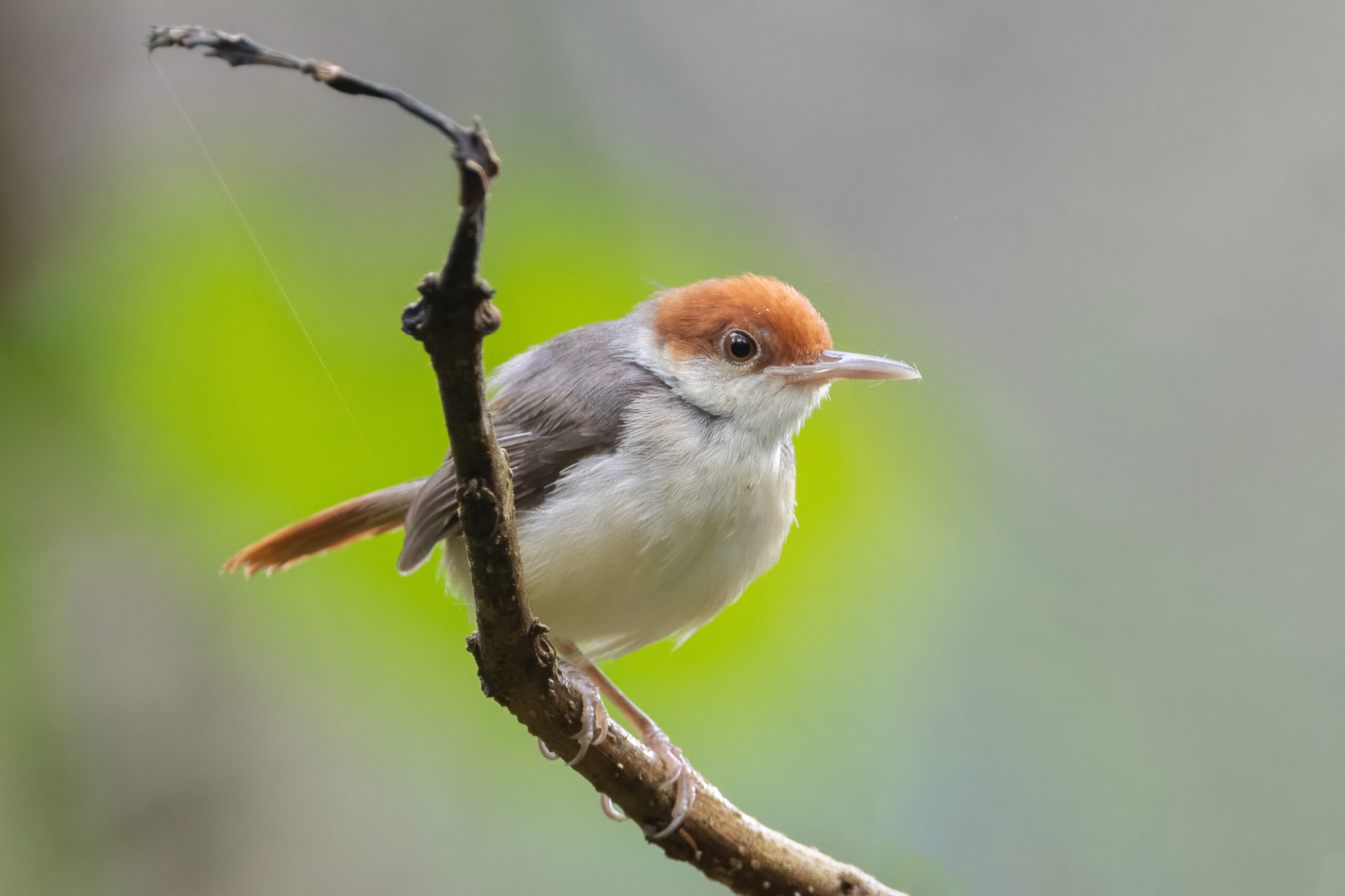 eBirders of the Month for June 2026