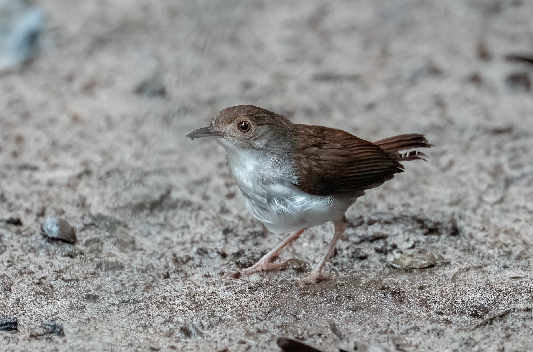 White-chested Babbler