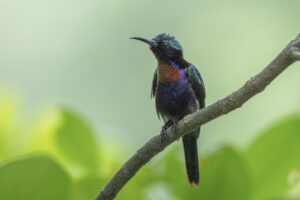 You probably didn’t see a Copper-throated Sunbird at the Botanic Gardens….