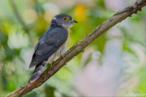 Tail bands are the only way to distinguish Hodgson’s and Malaysian Hawk-Cuckoo